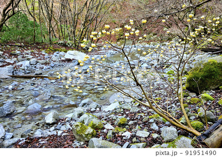 丹沢の畦ヶ丸 大滝沢に咲くミツマタ 丹沢の畦ヶ丸 大滝沢に咲くミツマタ 91951490