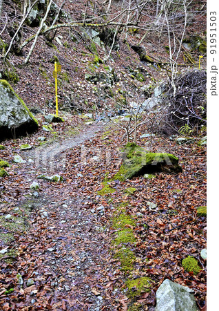 丹沢の畦ヶ丸　ミツマタ咲く登山道 91951503