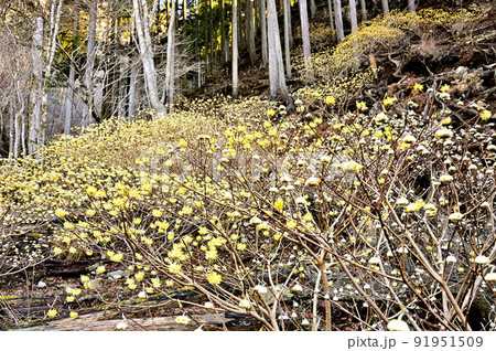 丹沢の畦ヶ丸 ミツマタ咲く森 丹沢の畦ヶ丸 ミツマタ咲く森 91951509