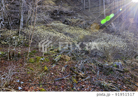 丹沢の畦ヶ丸　ミツマタ咲く森 91951517