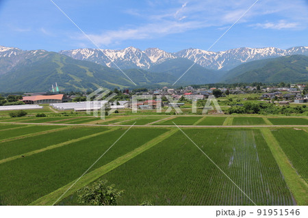 残雪をいただく初夏の白馬連峰 残雪をいただく初夏の白馬連峰 91951546