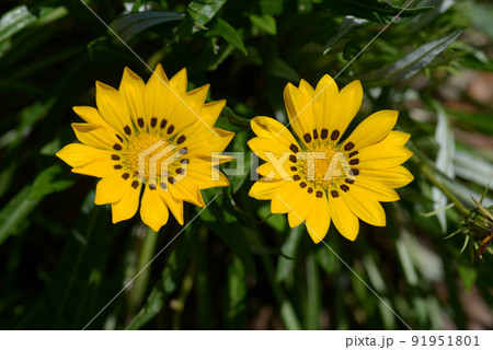 ジャノメクンショウギク 91951801