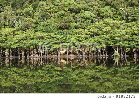 西表島の仲良川の水面に映るマングローブ林の風景が美しい 西表島の仲良川の水面に映るマングローブ林の風景が美しい 91952175