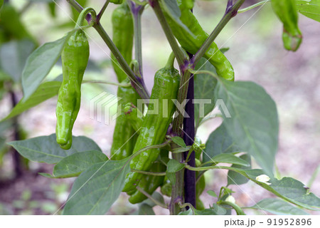伏見唐辛子 91952896