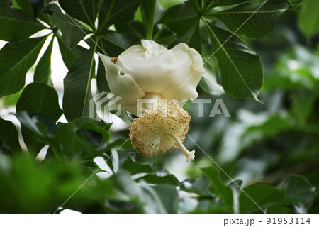 アフリカバオバブ アフリカバオバブ 91953114