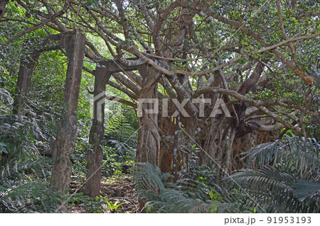 ジャングルの中でガジュマロに覆われた西表島のウタラ炭鉱跡 ジャングルの中でガジュマロに覆われた西表島のウタラ炭鉱跡 91953193
