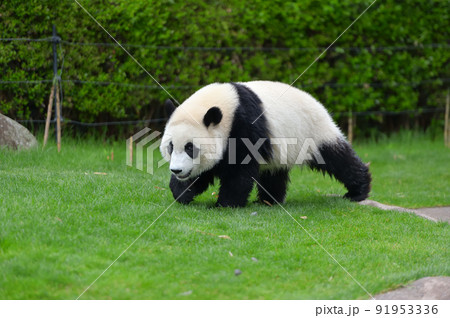 元気に芝生をかける楓浜 91953336