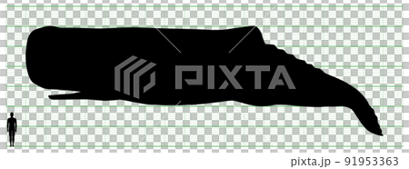 抹香鯨 抹香鯨 91953363