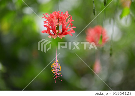 フウリンブッソウゲ 91954122