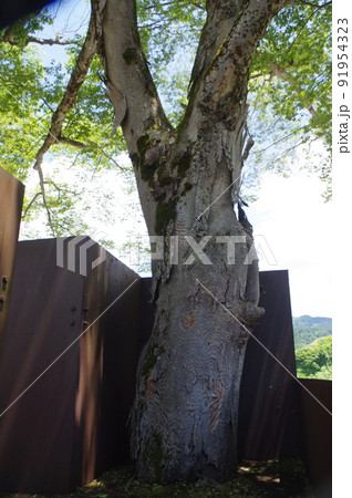 河川公園 91954323