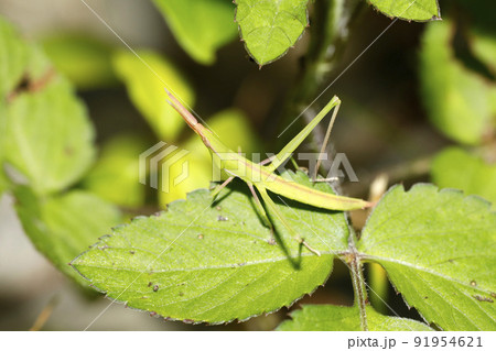 ショウリョウバッタ幼虫 ショウリョウバッタ幼虫 91954621