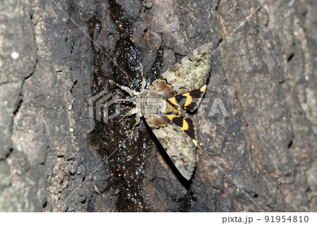 キシタバ 91954810