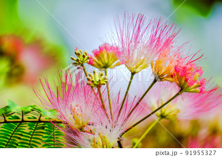 ねむの花と葉 91955327