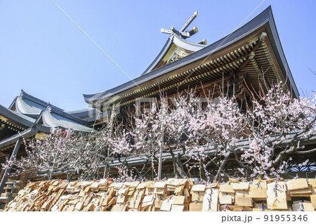 湯島天満宮 境内に咲き誇る満開の梅 東京都文京区 湯島天満宮 境内に咲き誇る満開の梅 東京都文京区 91955346