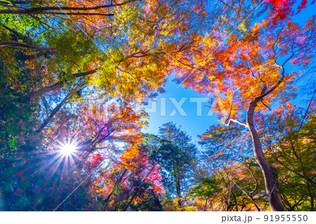 箕面公園の紅葉 箕面公園の紅葉 91955550