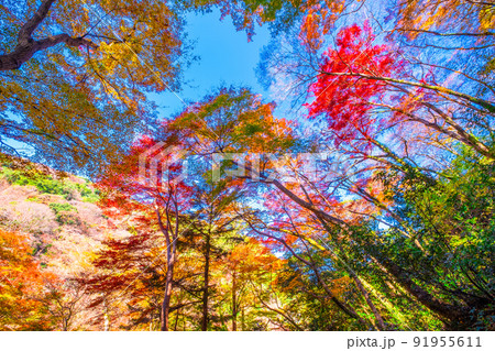 箕面公園の紅葉 91955611