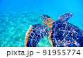 沖縄　阿嘉島のアオウミガメ 水中写真 91955774