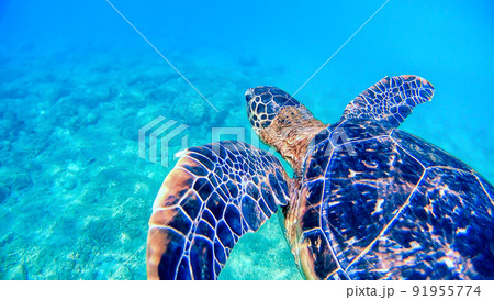 沖縄 阿嘉島のアオウミガメ 水中写真 沖縄 阿嘉島のアオウミガメ 水中写真 91955774