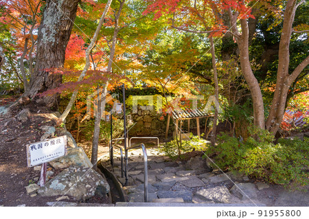 滋賀県近江八幡市 秋の紅葉が美しい八幡山の山頂にある村雲御所の境内と戦国の階段 滋賀県近江八幡市 秋の紅葉が美しい八幡山の山頂にある村雲御所の境内と戦国の階段 91955800