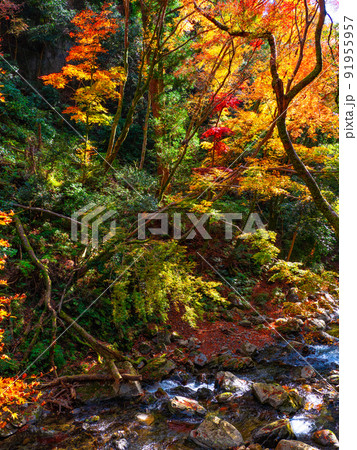 箕面公園の紅葉 91955957