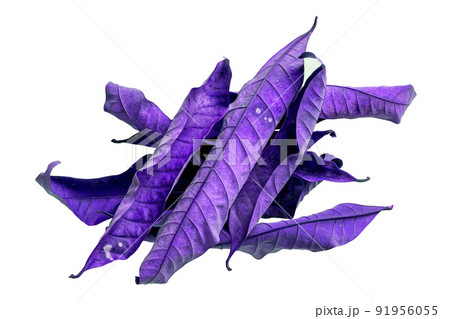 Abstract purple dry leaves, group of leaves, isolated on white background. tropical dry leaves clipping path. 91956055