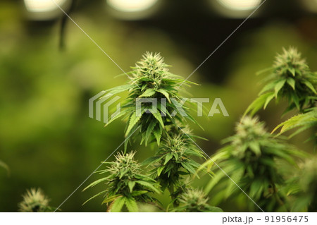 Blooming Marijuana plant with early white Flowers, cannabis  leaves, marijuana 91956475