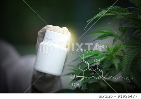 CBD Medical capsules pill healthcare products from Cannabis plant concept , with copy space for advertising on bottle 91956477