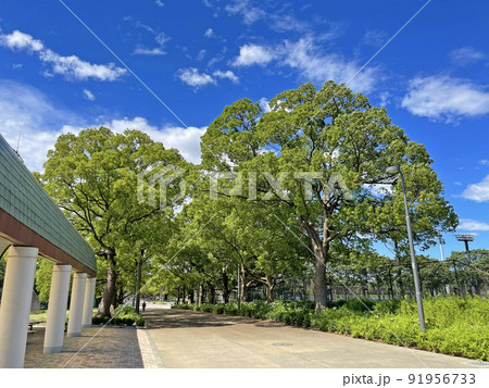 大井ふ頭中央海浜公園スポーツの森　東京都品川区八潮 91956733