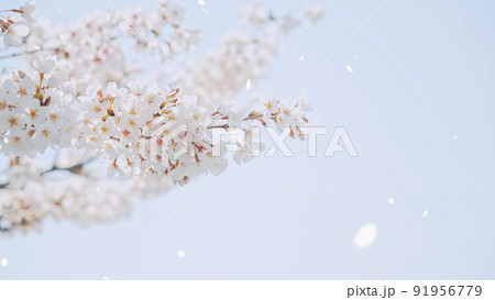 桜吹雪 桜吹雪 91956779