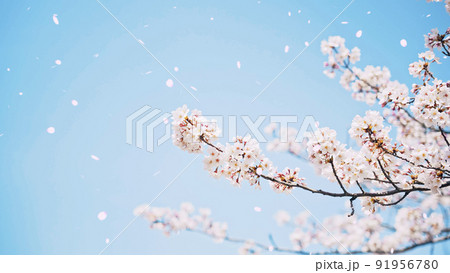 桜吹雪 91956780