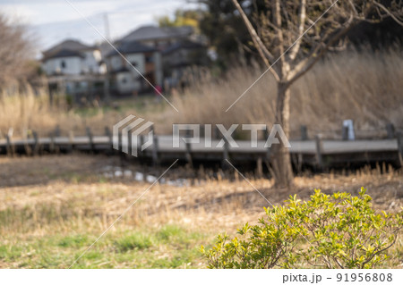 少し春めいた公園の木道 91956808