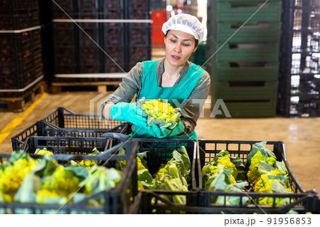 Woman sorting cauliflower and checking quality at vegetable factory Woman sorting cauliflower and checking quality at vegetable factory 91956853