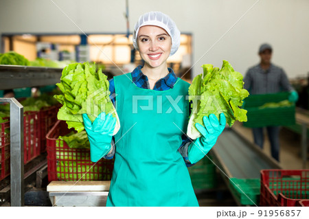 Portrait of positive woman vegetable factory worker with lettuce 91956857
