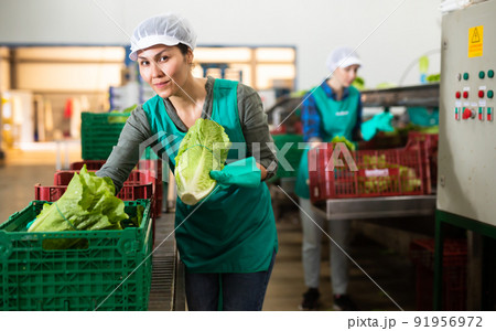 Smiling female employee of sorting factory packing lettuce into boxes 91956972