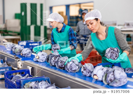 Female employee working on conveyor line sorting red cabbages Female employee working on conveyor line sorting red cabbages 91957006