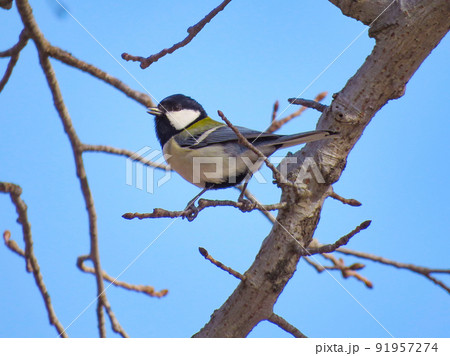 枝に留まるシジュウカラ 91957274