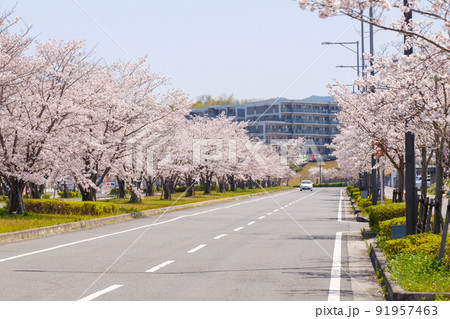 桜の並木道　春イメージ　車道　京都府木津川市 91957463