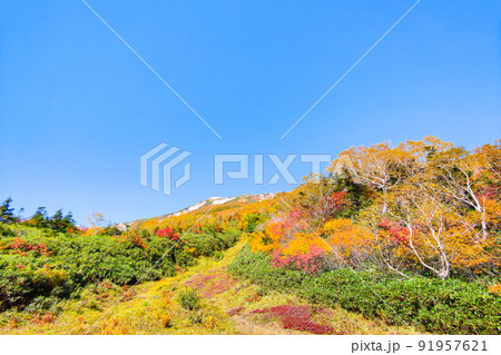 栂池自然園（秋） 91957621