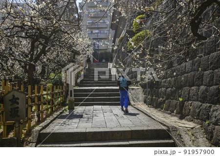 湯島天満宮 石段沿いに梅が咲きそろう天神女坂 東京都文京区 湯島天満宮 石段沿いに梅が咲きそろう天神女坂 東京都文京区 91957900