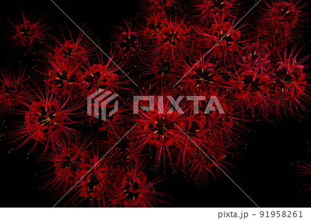 曼珠沙華 91958261