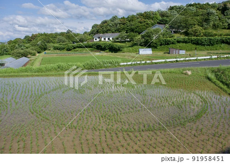 田んぼアートの苗を植え付けた様子 91958451