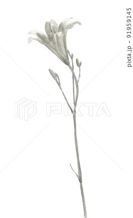 一輪の夕菅(ユウスゲ)モノトーン【水墨画風水彩画】白バック 透過背景 一輪の夕菅(ユウスゲ)モノトーン【水墨画風水彩画】白バック 透過背景 91959145
