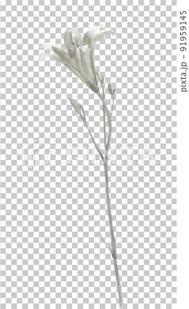 一輪の夕菅(ユウスゲ)モノトーン【水墨画風水彩画】白バック 透過背景 一輪の夕菅(ユウスゲ)モノトーン【水墨画風水彩画】白バック 透過背景 91959145