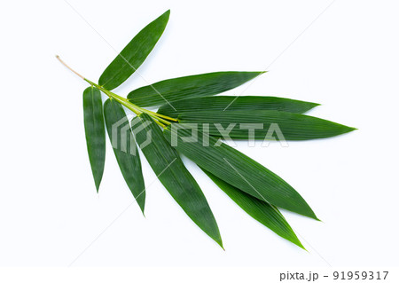 Bamboo leaves on white background. 91959317