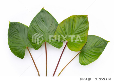 Green leaves of homalomena rubescens 91959318