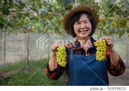 Senior Asian farmer harvesting fresh sweet organic grape fruit in greenhouse. Senior Asian farmer harvesting fresh sweet organic grape fruit in greenhouse. 91959623
