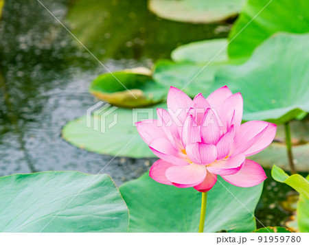 初夏の美しい花 華やかで美しい蓮の花 初夏の美しい花 華やかで美しい蓮の花 91959780