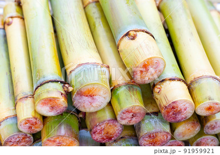 Cut sugar cane for planting 91959921