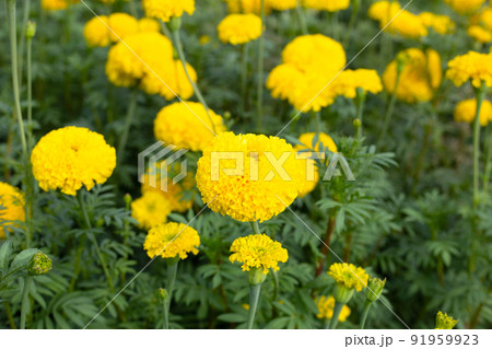 Yellow marigold flower in garden 91959923