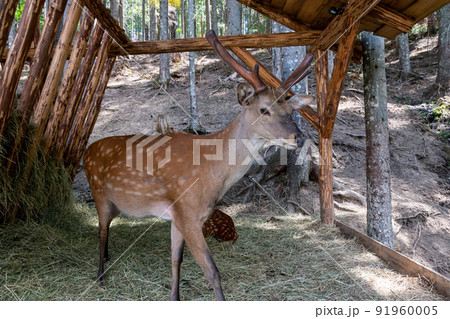 Close-up portrait of a young deer. Small horns with skin. Spring season. Ukraine, Bukovel, July 2022. Hutsul Land park. 91960005
